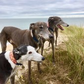 Our rescue greyhounds Pia, Ollie and Coco catching the rays at sunny Winterton-on-Sea, Norfolk. Nikk & Mark Cussen 