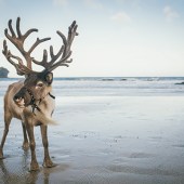 A reindeer on Portreath beach