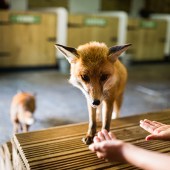 Get up close to the wildlife at Feadon Farm when you stay at Gwel an Mor