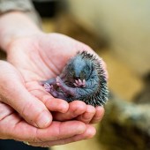 Get up close to the wildlife at Feadon Farm when you stay at Gwel an Mor