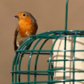 The RSPB sells high-quality suet balls and blocks, and feeders online, starting at £1.79 for 6. Plastic-free boxes of suet cakes cost £12.99, and feeders start at £4.25 (shopping.rspb.org.uk)