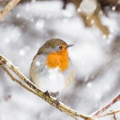 © Steve Horsley/Shutterstock