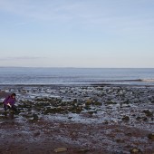 Anna gets to grips with species on the rocky shore identification guide 