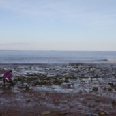 Anna gets to grips with species on the rocky shore identification guide 