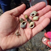 Hermit crabs. © Matt Slater/Wildlife Trusts