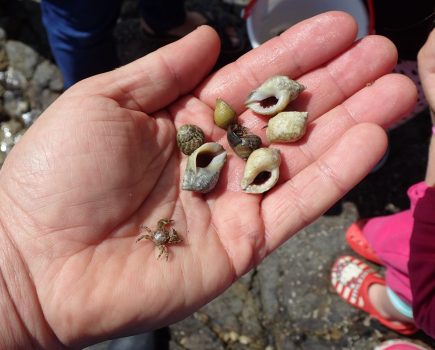13_hermit_crabs_photo_credit_matt_slater_wildlife_trusts_main