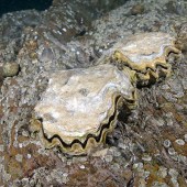Pacific oysters (with frilly edges) are one of the non-native ‘alien’ species to look for on a timed species search – they can outperform native oysters which have a more round shape. © Paul Naylor marinephoto.co.uk/Wildlife Trusts