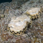 Pacific oysters (with frilly edges) are one of the non-native ‘alien’ species to look for on a timed species search – they can outperform native oysters which have a more round shape. © Paul Naylor marinephoto.co.uk/Wildlife Trusts