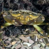 Shore crab. © Paul Naylor/Wildlife Trusts