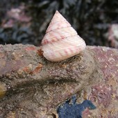 A painted topshell. © P Lightfoot/Wildlife Trusts