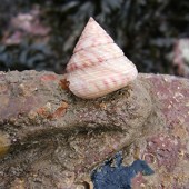 A painted topshell. © P Lightfoot/Wildlife Trusts