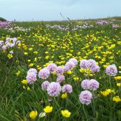 alderney_clifftop_in_may