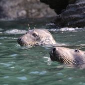 cardigan_bay_img_1276_copyright_sarah_perry