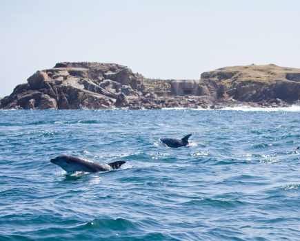 dolphins_off_alderney_wildlife_trust_no_credit_needed