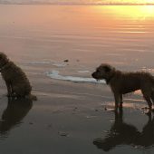 coco_and_saffie