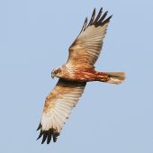 robert_canis-013_marsh_harrier
