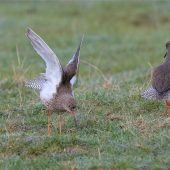 sula_reidlinger_redshank_courtship