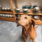 pet_dog