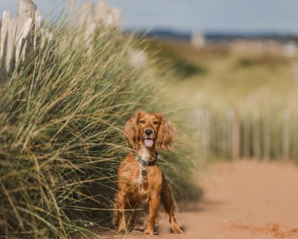 _img_4999-2_dog_on_beach