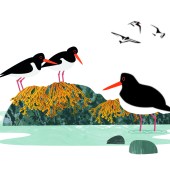 oystercatchers_rachel_hudson_illustration