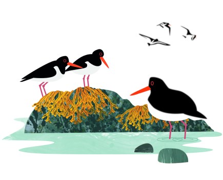 oystercatchers_rachel_hudson_illustration