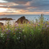 Wildflowers on the coast in Dunbar