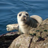Seal on St Martin