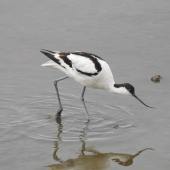Avocet, Poole Harbour