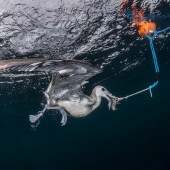 coast_blue_sharks_brave_seagull_takes_bait