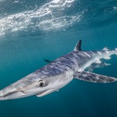 coast_blue_sharks_close_pass