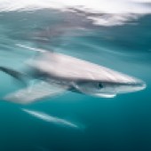 coast_blue_sharks_fast_shark_in_motion