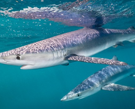 coast_blue_sharks_twosome