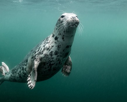 farne_islands_grey_seal