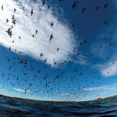 Farne Islands Seabirds