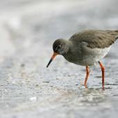 Redshank