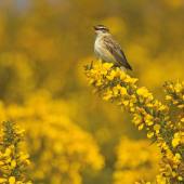 Sedge Warbler in song, Dungeness RSPB reserve, Kent. Credit Ben Hall (rspb-images.com)-min