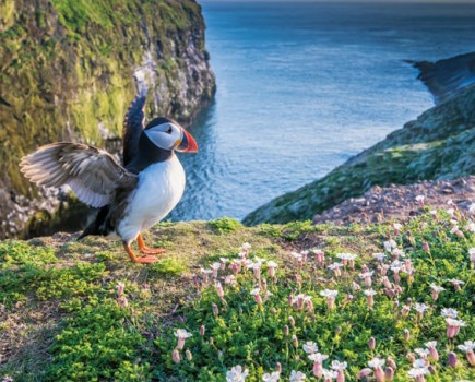 skomer_puffin_credit_mike_alexander_wtsww_photos_v2_x2_extended-min