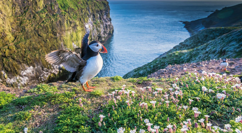 skomer_puffin_credit_mike_alexander_wtsww_photos_v2_x2_extended-min