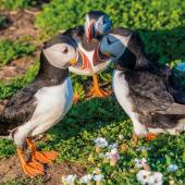 Skomer Puffins