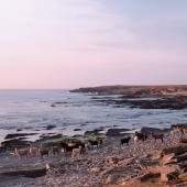 North Ronaldsay sheep on the island’s western beaches at sundown