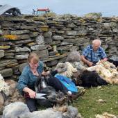 Shearing time