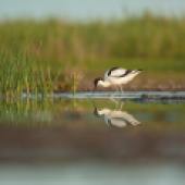 Avocet with reflection
