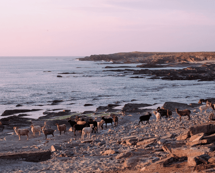 weekendinnorthronaldsay-min