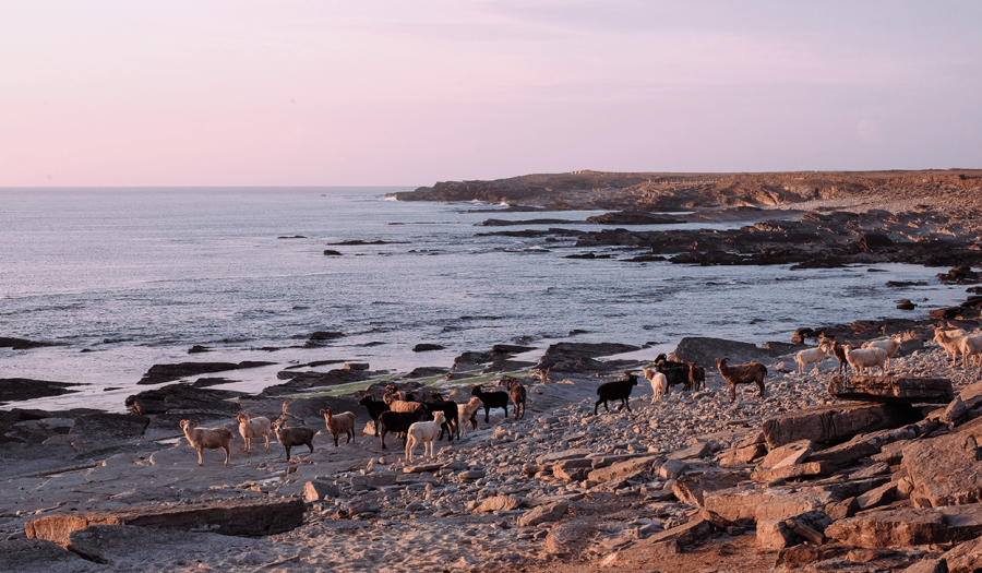 weekendinnorthronaldsay-min