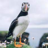 coast_shetland_henley_spiers-11-min