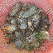 Mersea Island Oysters