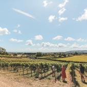 Adgestone - photo credit Adgestone Vineyard