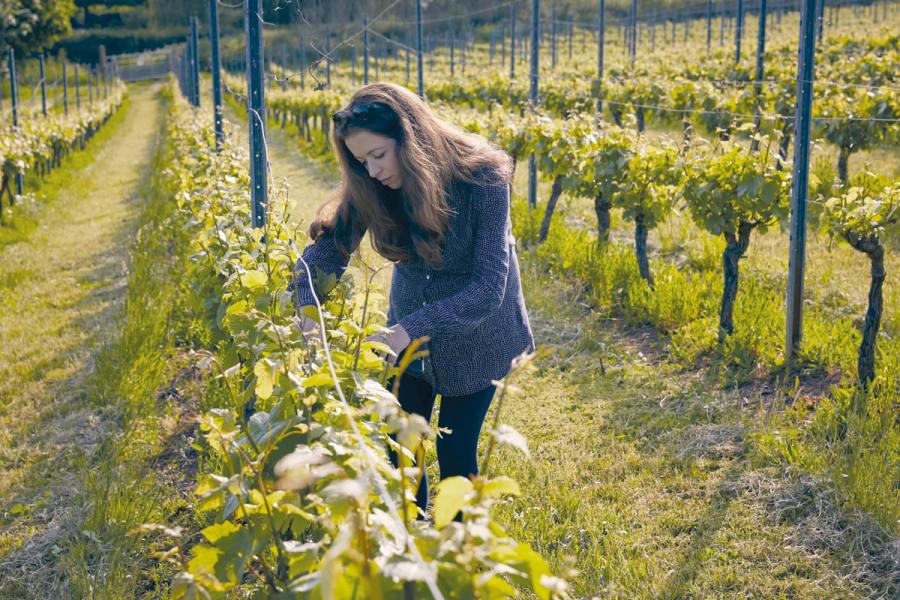 Charlotte with the vines at Shotley Vineyard. Photo Credit Felicity Crawshaw