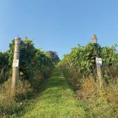 Old Walls vineyard, Vines in the sun. Credit Old Walls Vineyard