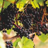 Polgoon grapes - Photo credit Polgoon Vineyard